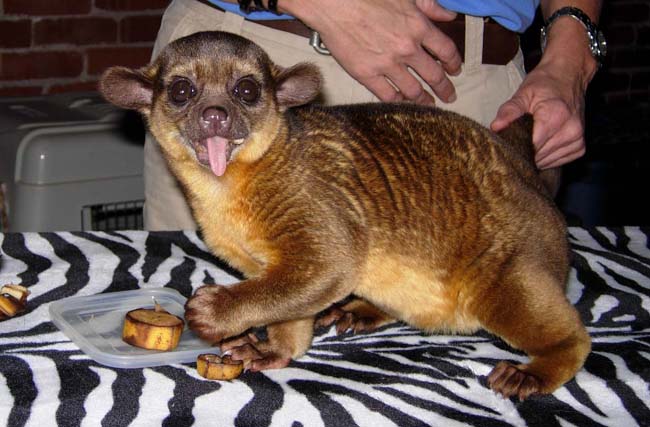 Kinkajou
